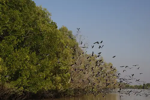 Croc Country Safari Bus with Jumping Crocs & Barra Fishing