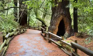 Muir Woods And Sausalito Guided Tour With Transportation