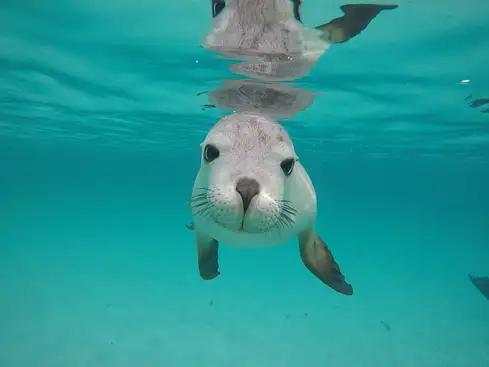 South Australia's Top Wildlife Experiences